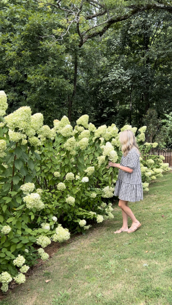 Limelight Hydrangea bloom in full sunlight